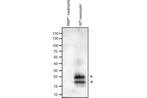 Western Blot Results of Rabbit Anti-NGP Antibody. (Ngp antibody)