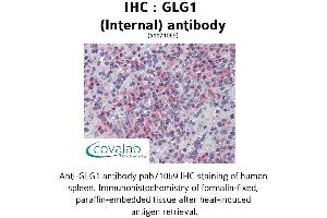 Image no. 2 for anti-Golgi Glycoprotein 1 (GLG1) (Internal Region) antibody (ABIN1734714) (GLG1 antibody  (Internal Region))