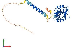 AlphaFold protein structure predicition of Human Recombinant KLRG1 Protein, UniprotID Q96E93