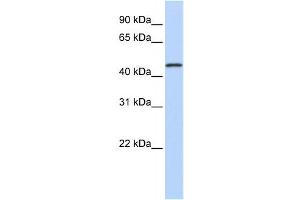 Western Blotting (WB) image for anti-Melanoma Antigen Family A, 10 (MAGEA10) antibody (ABIN2458613) (MAGEA10 antibody)
