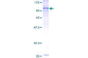 COQ8A Protein (AA 1-647) (GST tag)