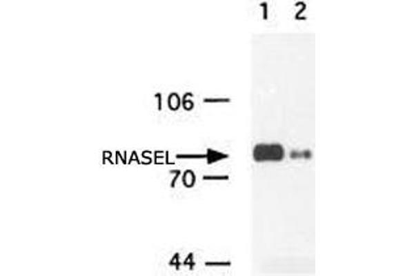 RNASEL anticorps