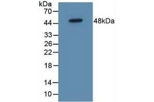 Figure. (IL5RA antibody  (AA 42-182))