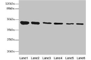 Western blot All lanes: SNX32 antibody at 6. (SNX32 antibody  (AA 144-403))