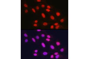 Immunofluorescence analysis of U2OS cells using Rad21 Rabbit pAb (ABIN7269822) at dilution of 1:150 (40x lens). (RAD21 antibody)