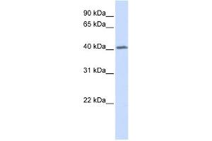 GHRHR antibody used at 1 ug/ml to detect target protein. (GHRHR antibody  (N-Term))
