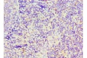 Immunohistochemistry of paraffin-embedded human tonsil tissue using ABIN7156649 at dilution of 1:100