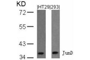 Image no. 1 for anti-Jun D Proto-Oncogene (JUND) (Ser255) antibody (ABIN197143) (JunD antibody  (Ser255))