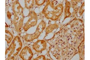 IHC image of ABIN7151424 diluted at 1:500 and staining in paraffin-embedded human kidney tissue performed on a Leica BondTM system.