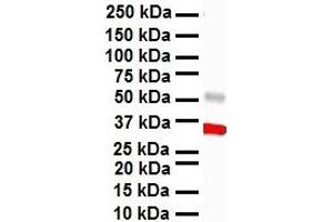 WB Suggested Anti-HBP1 antibody Titration: 1 ug/mL Sample Type: Human heart (HBP1 antibody  (Middle Region))