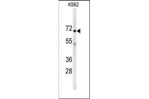 Western blot analysis of anti-AK7 Antibody (C-term) in K562 cell line lysates (35ug/lane). (Adenylate Kinase 7 antibody  (C-Term))