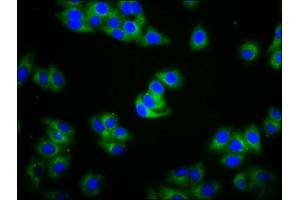 Immunofluorescence staining of HepG2 cells with ABIN7156081 at 1:100, counter-stained with DAPI. (IGHA2 antibody  (AA 36-111))