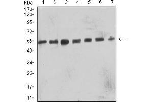 Western blot analysis using CD57 mouse mAb against SK-N-SH (1), SH-SY5Y (2), C6 (3), HL-60 (4), COS7 (5), Hela (6), and NIH/3T3 (7) cell lysate.