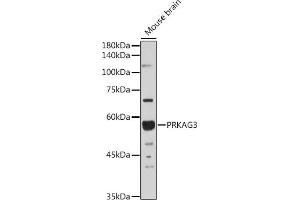 Western blot analysis of extracts of Mouse brain, using PRK antibody (ABIN6129909, ABIN6146189, ABIN6146191 and ABIN6218391) at 1:1000 dilution. (PRKAG3 antibody  (AA 1-210))