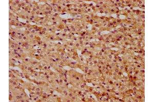 IHC image of ABIN7165725 diluted at 1:300 and staining in paraffin-embedded human adrenal gland tissue performed on a Leica BondTM system. (KTI12 antibody  (AA 110-204))