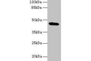 Western blot All lanes: C19orf47 antibody at 10 μg/mL + Mouse muscle tissue Secondary Goat polyclonal to rabbit IgG at 1/10000 dilution Predicted band size: 45, 38, 30 kDa Observed band size: 45 kDa