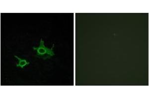 Immunofluorescence analysis of COS7 cells, using FZD3 Antibody. (FZD3 antibody  (AA 141-190))
