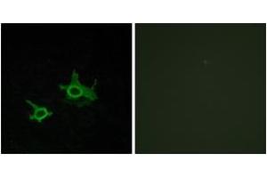 Immunofluorescence analysis of COS7 cells, using FZD3 Antibody.