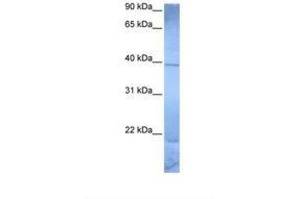 ZNF121 antibody  (AA 215-264)