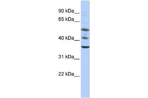Western Blotting (WB) image for anti-Tripartite Motif Containing 68 (TRIM68) antibody (ABIN2458383) (TRIM68 antibody)