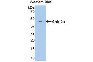 Western blot analysis of the recombinant protein. (GLN1 antibody  (AA 1-373))