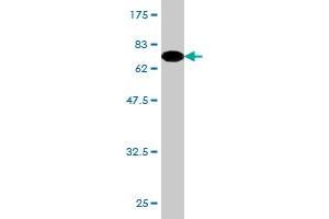 Western Blot detection against Immunogen (74. (ZNF70 antibody  (AA 1-446))