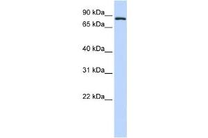 Western Blotting (WB) image for anti-Transferrin Receptor 2 (TFR2) antibody (ABIN2458932) (Transferrin Receptor 2 antibody)
