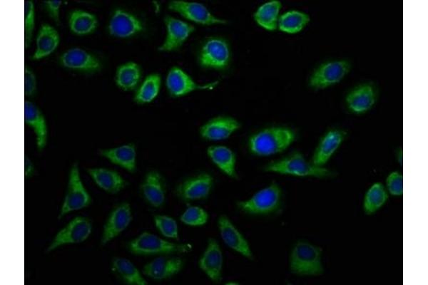 DPY19L1 antibody  (AA 513-665)