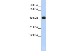 WB Suggested Anti-CACNB3 Antibody Titration:  0.