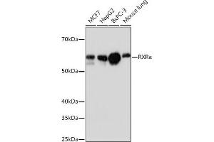 Western blot analysis of extracts of various cell lines, using RXRα antibody (ABIN7269948) at 1:1000 dilution. (Retinoid X Receptor alpha antibody)