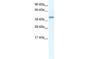 Annexin A7 antibody used at 2. (Annexin VII antibody  (N-Term))