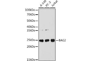 Western blot analysis of extracts of various cell lines, using B antibody (ABIN7265849) at 1:1000 dilution. (BAG2 antibody)
