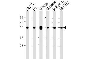 All lanes : Anti-beta Tubulin at 1:2000 dilution Lane 1: C2C12 whole cell lysate Lane 2: L6 whole cell lysate Lane 3: mouse brain lysate Lane 4: mouse spleen whole cell lysate Lane 5: mouse thymus lysate Lane 6: NIH/3T3 whole cell lysate Lysates/proteins at 20 μg per lane. (TUBB antibody  (AA 46-78))