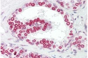 Anti-GATA4 antibody IHC staining of human prostate. (GATA4 antibody  (AA 330-380))