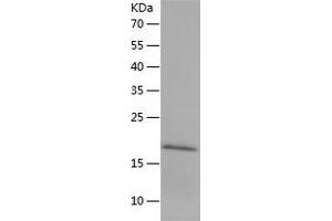Western Blotting (WB) image for Interleukin 1 Receptor Antagonist (IL1RN) (AA 25-178) protein (His tag) (ABIN7123525) (IL1RN Protein (AA 25-178) (His tag))