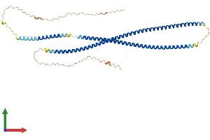 AlphaFold protein structure predicition of Mouse Recombinant Krt80 Protein, UniprotID Q0VBK2
