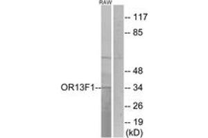 Western blot analysis of extracts from RAW264. (OR13F1 antibody  (AA 241-290))