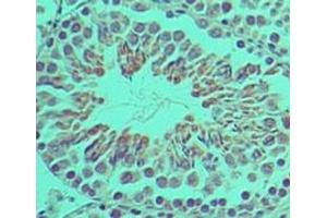 Image no. 1 for anti-Interferon Activated Gene 204 (Ifi204) (AA 70-120) antibody (ABIN960220) (Ifi204 antibody  (AA 70-120))