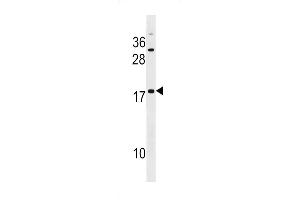 Western blot analysis in HepG2 cell line lysates (35ug/lane). (SPANXE antibody  (AA 39-65))