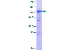 TMOD3 Protein (AA 1-352) (GST tag)