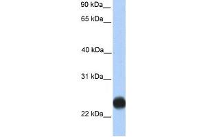 Western Blotting (WB) image for anti-Transmembrane Protein 123 (TMEM123) antibody (ABIN2459378) (TMEM123 antibody)