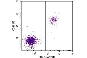 Human peripheral blood lymphocytes were stained with Mouse Anti-Human CD20-PACBLU. (CD20 antibody)