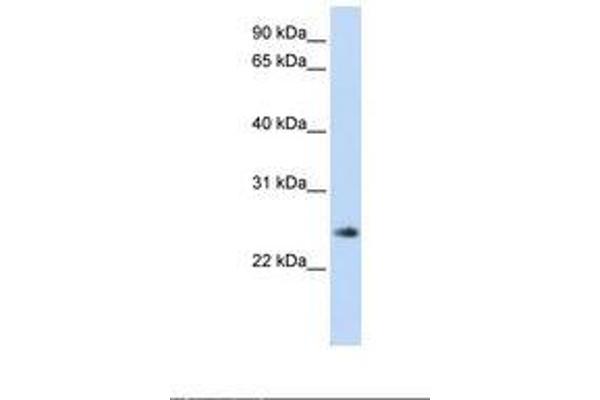 THYN1 antibody  (AA 144-193)