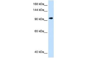 SEC63 antibody used at 1.