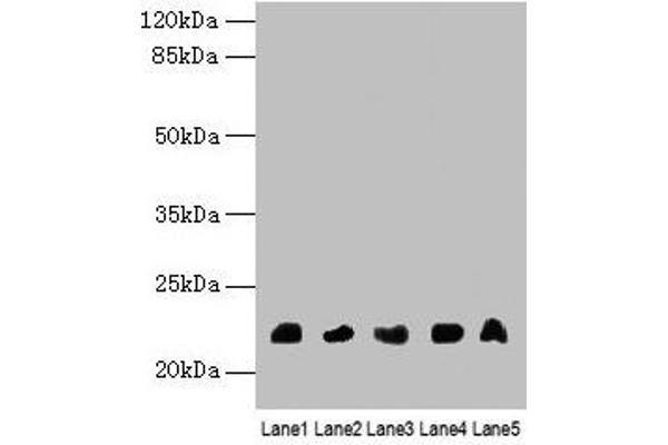 Neurensin 1 antibody  (AA 1-65)