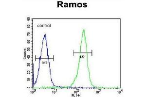 PAX5 Antibody (Center) flow cytometric analysis of Ramos cells (right histogram) compared to a negative control cell (left histogram). (PAX5 antibody  (Middle Region))