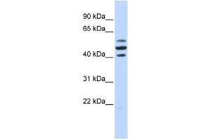 HSPBAP1 antibody used at 2. (HSPBAP1 antibody  (Middle Region))