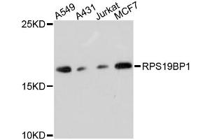 Western blot analysis of extracts of various cell lines, using RPS19BP1 antibody (ABIN6293816) at 1:3000 dilution. (RPS19BP1 antibody)