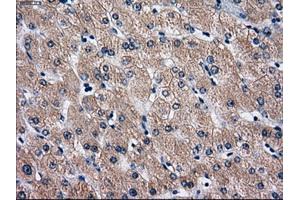 Immunohistochemical staining of paraffin-embedded Ovary tissue using anti-RPA2 mouse monoclonal antibody. (RPA2 antibody)