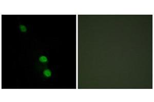 Immunofluorescence (IF) image for anti-TEA Domain Family Member 2 (TEAD2) (Internal Region) antibody (ABIN1849634)